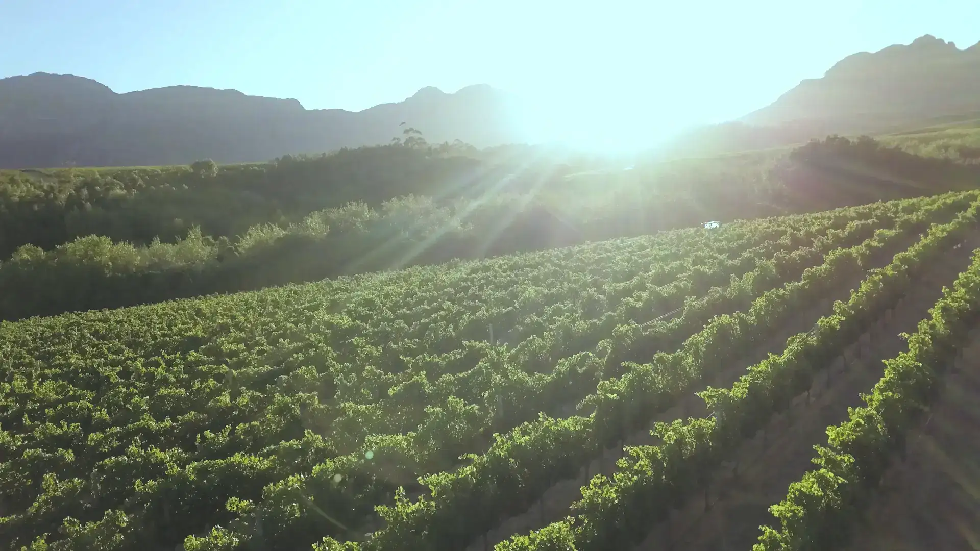 Rangs de vigne baignés de soleil au pied des collines